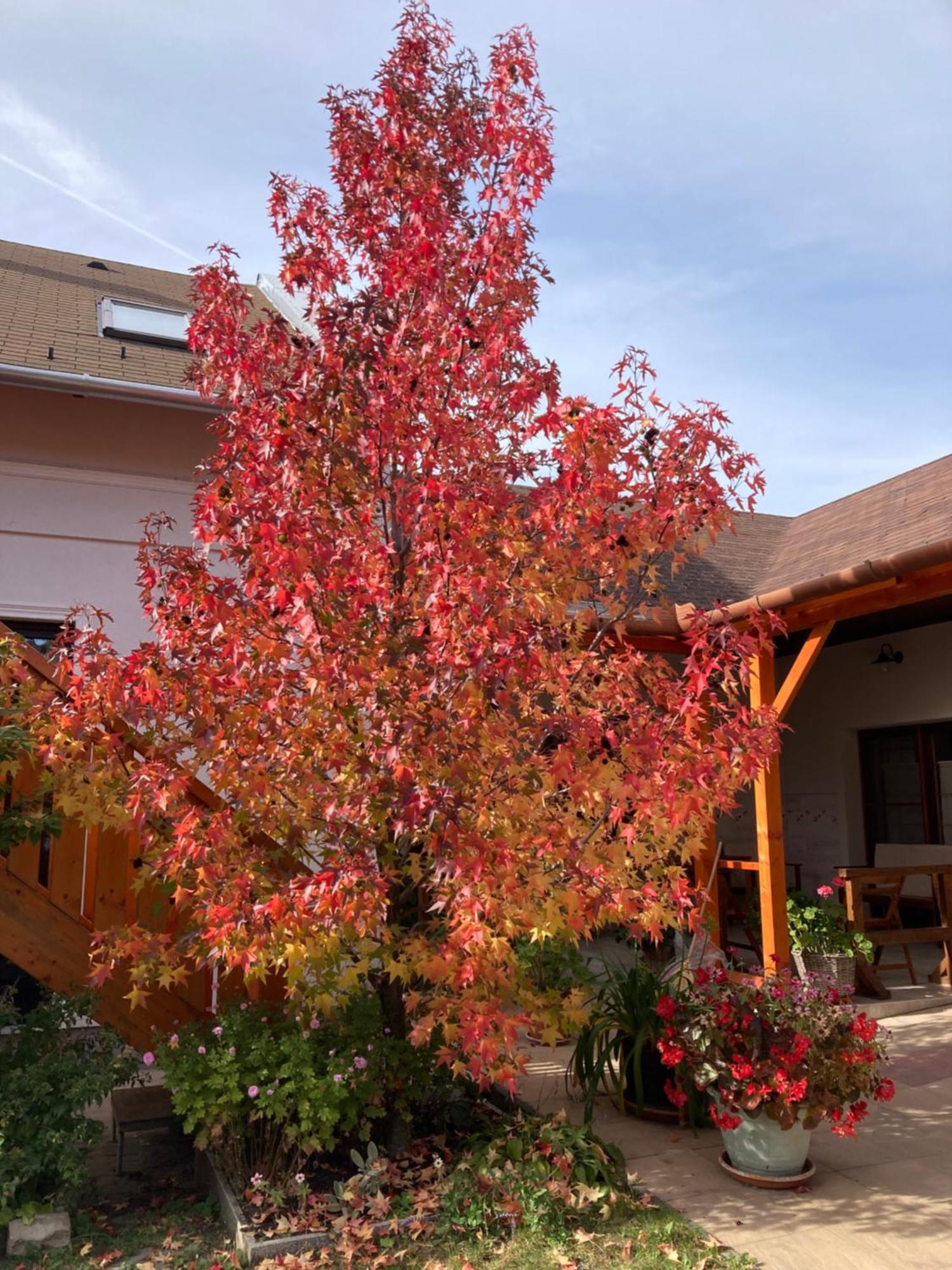 Cicaskacus Vendeghaz Bed & Breakfast Matrafured Luaran gambar